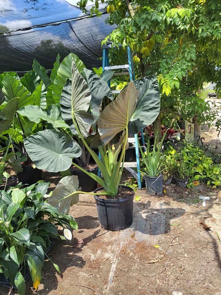 alocasia-regal-shields-elephant-ear