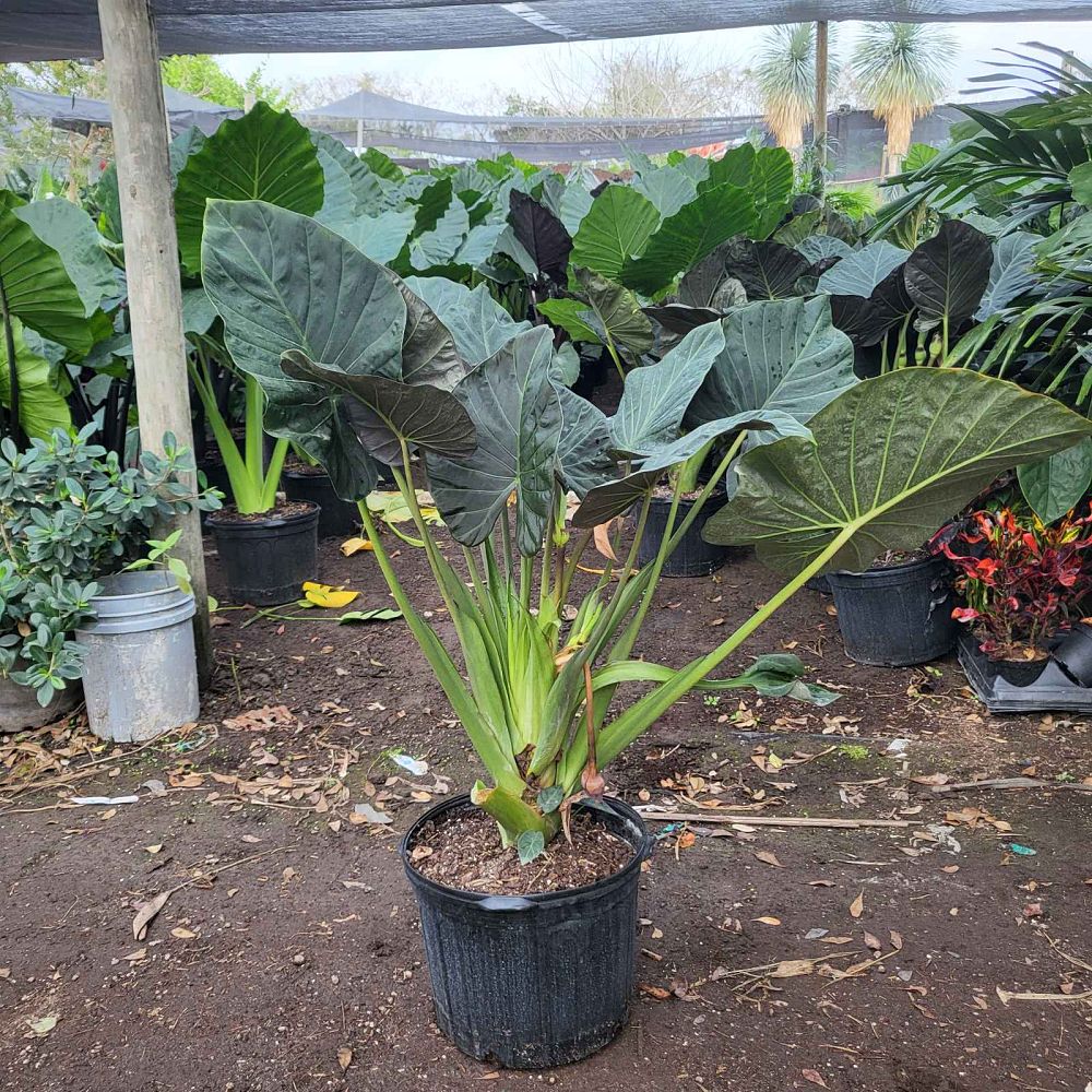 alocasia-regal-shields-elephant-ear