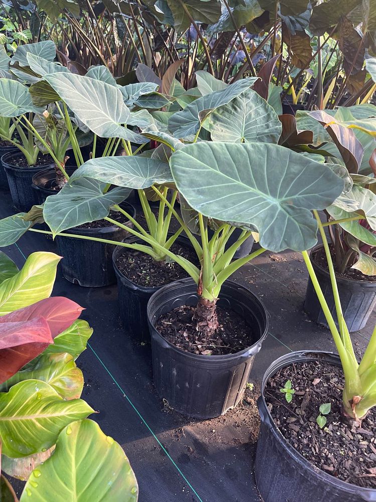 alocasia-regal-shields-elephant-ear