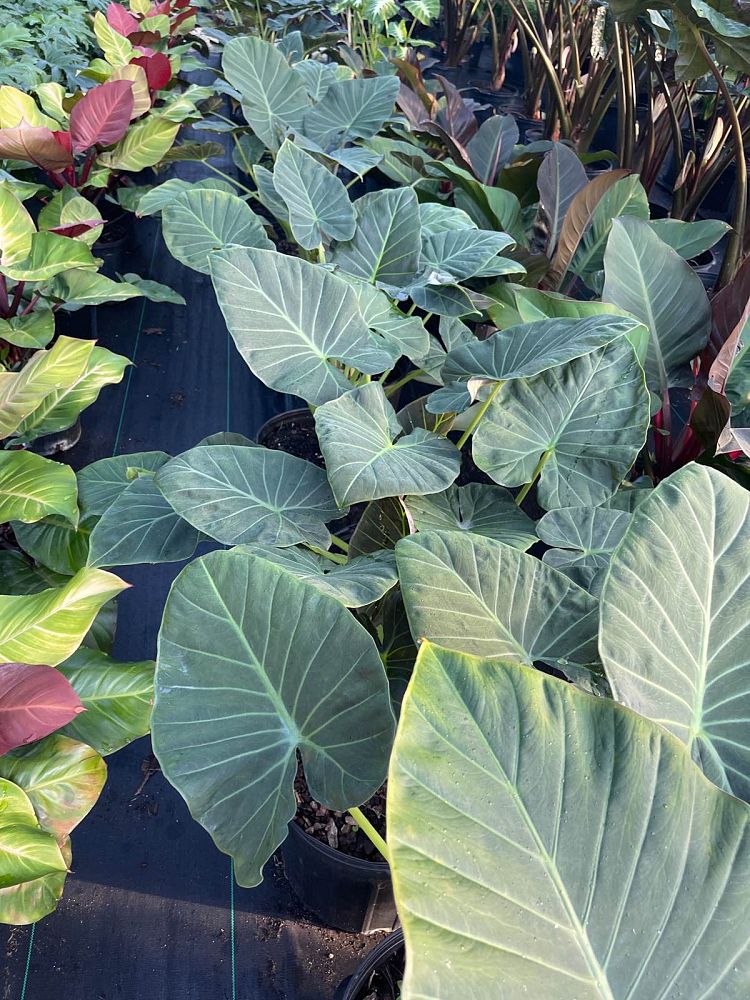 alocasia-regal-shields-elephant-ear