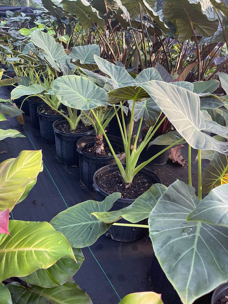 alocasia-regal-shields-elephant-ear