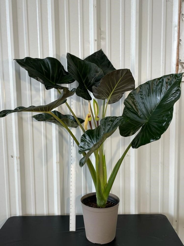 alocasia-regal-shields-elephant-ear