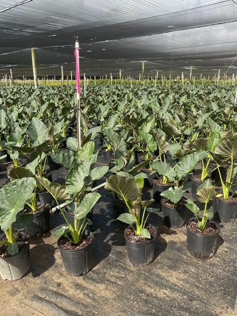 alocasia-regal-shields-elephant-ear