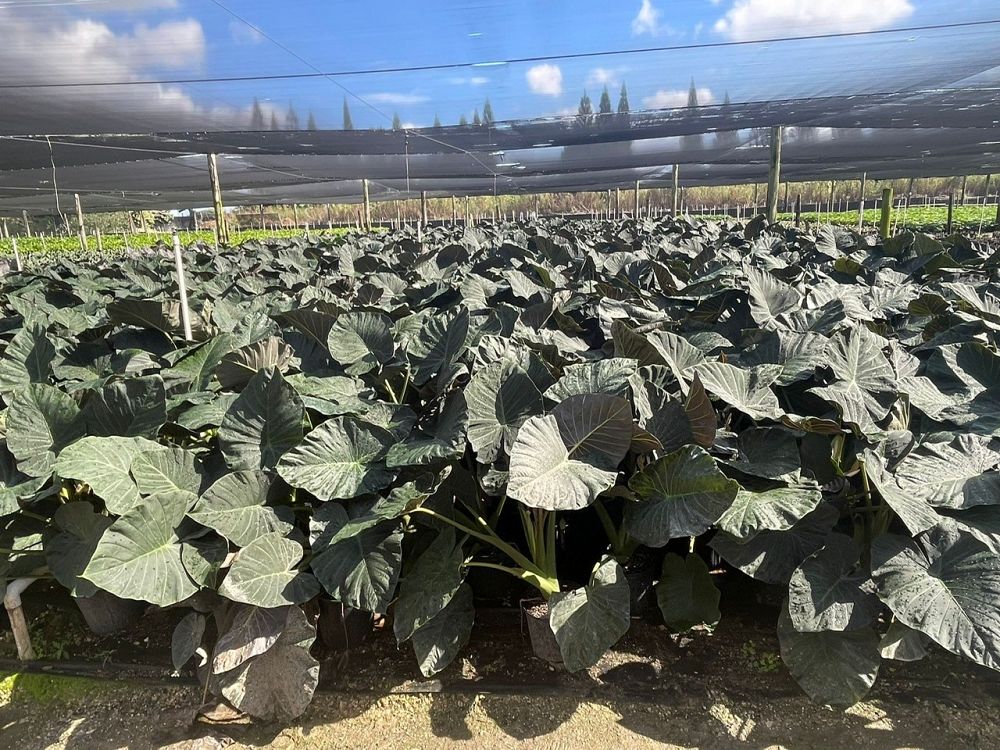 alocasia-regal-shields-elephant-ear