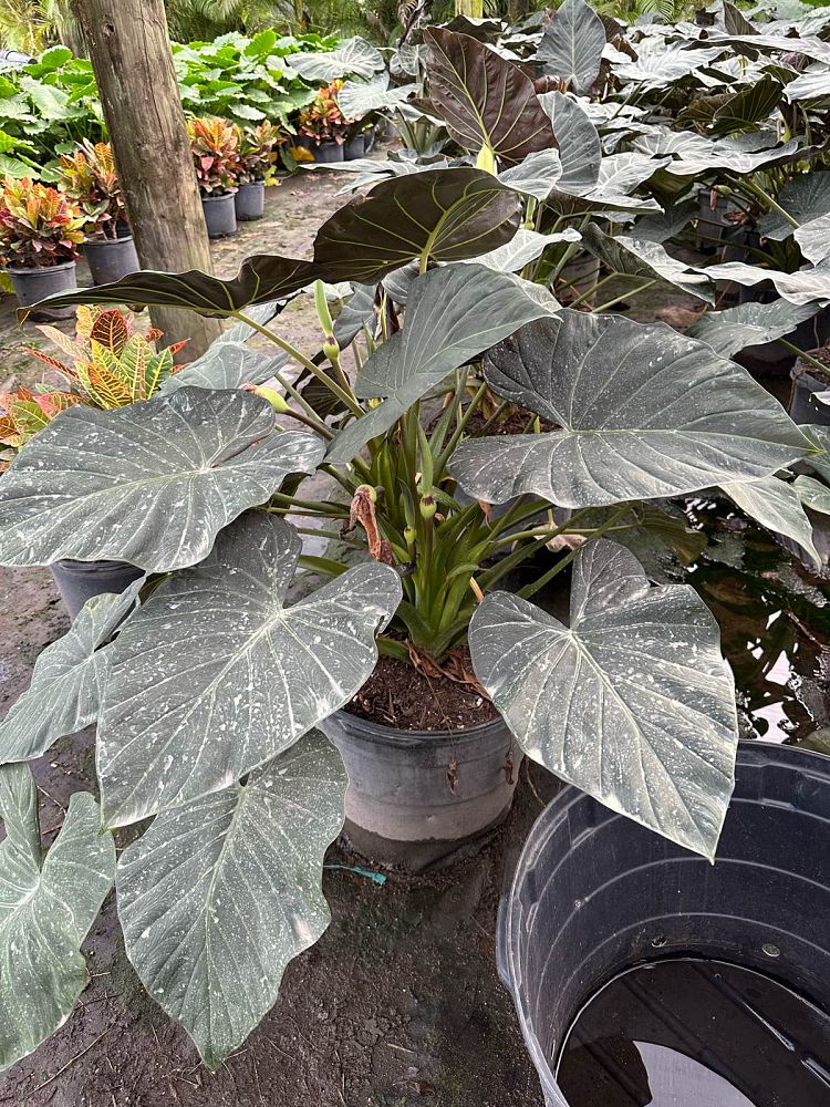 alocasia-regal-shields-elephant-ear