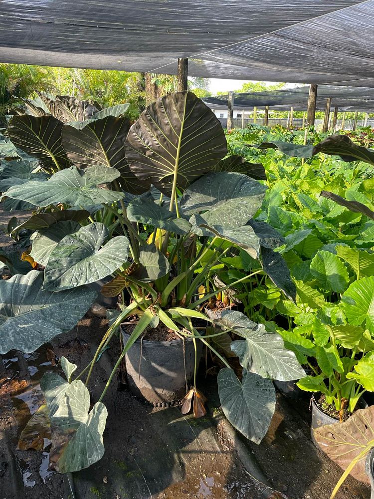 alocasia-regal-shields-elephant-ear