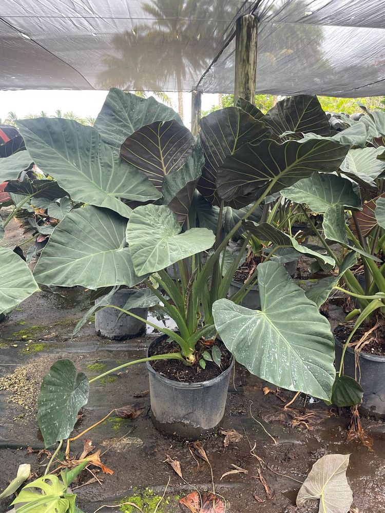 alocasia-regal-shields-elephant-ear