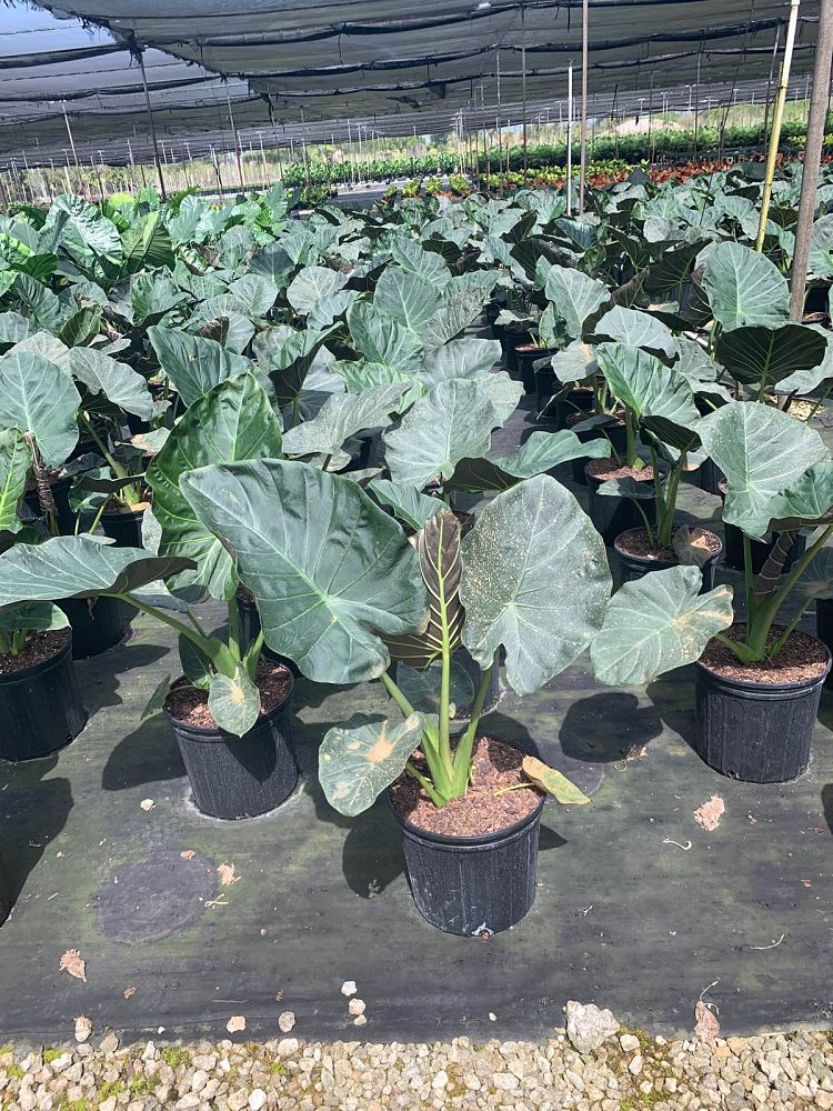 alocasia-regal-shields-elephant-ear