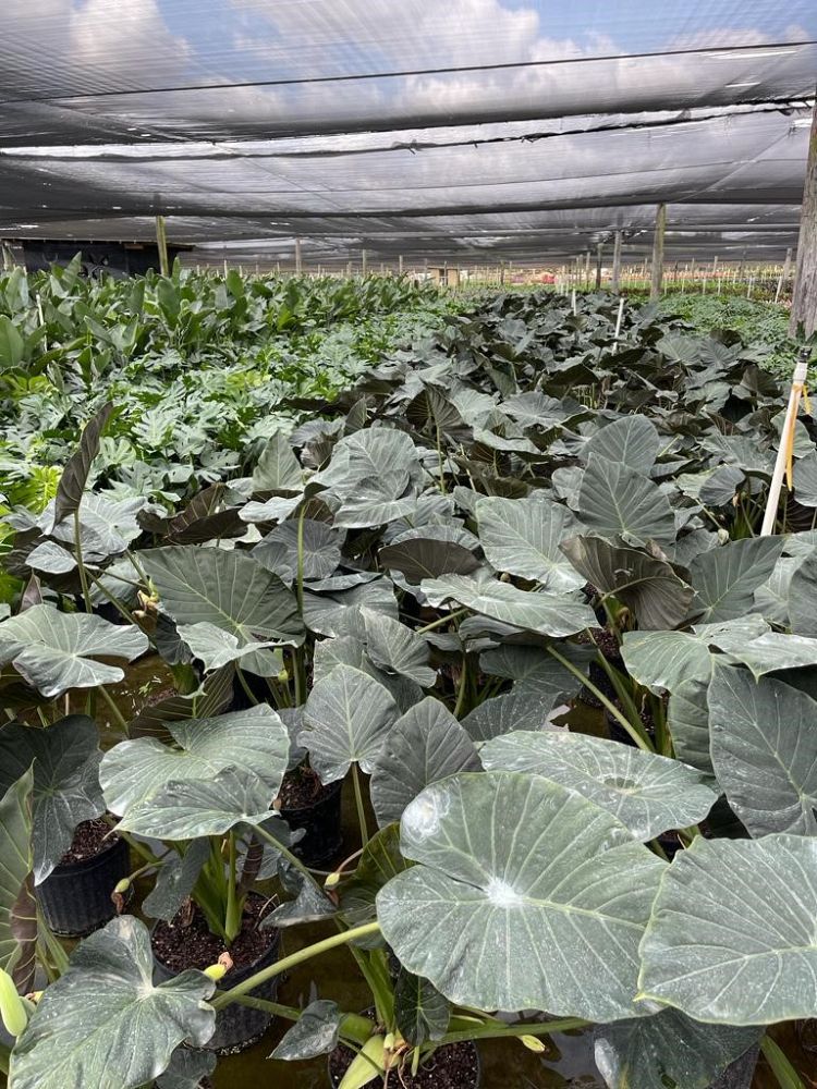 alocasia-regal-shields-elephant-ear