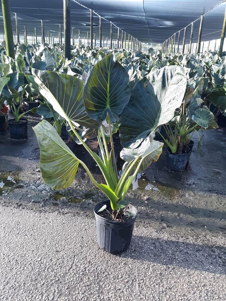alocasia-regal-shields-elephant-ear