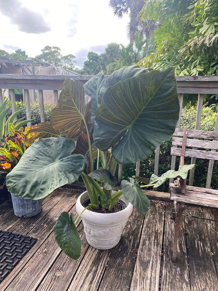alocasia-regal-shields-elephant-ear