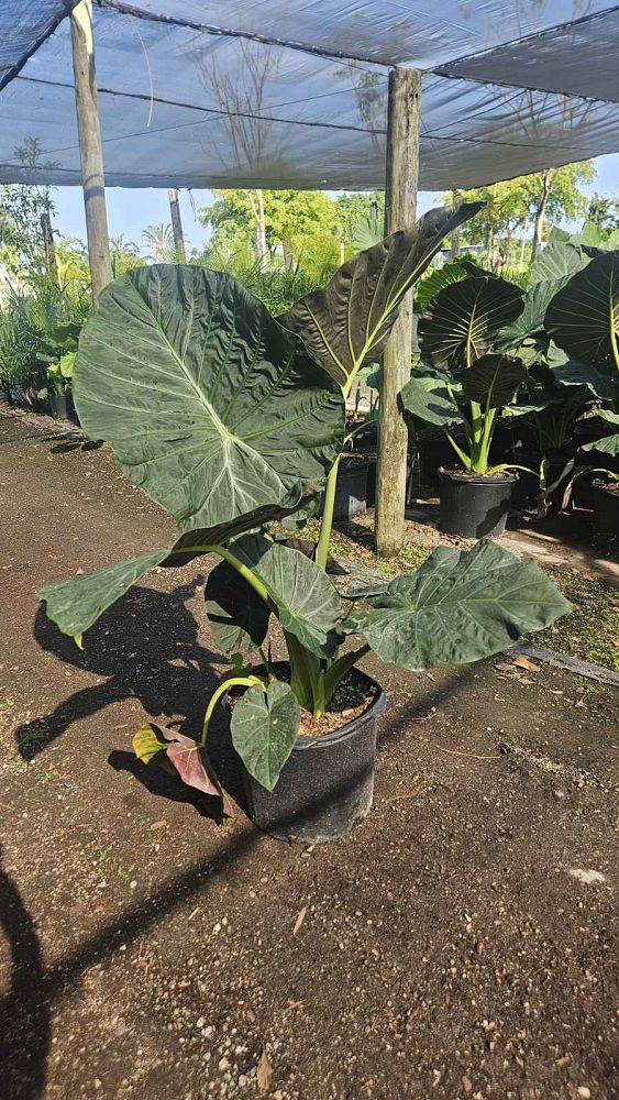 alocasia-regal-shields-elephant-ear
