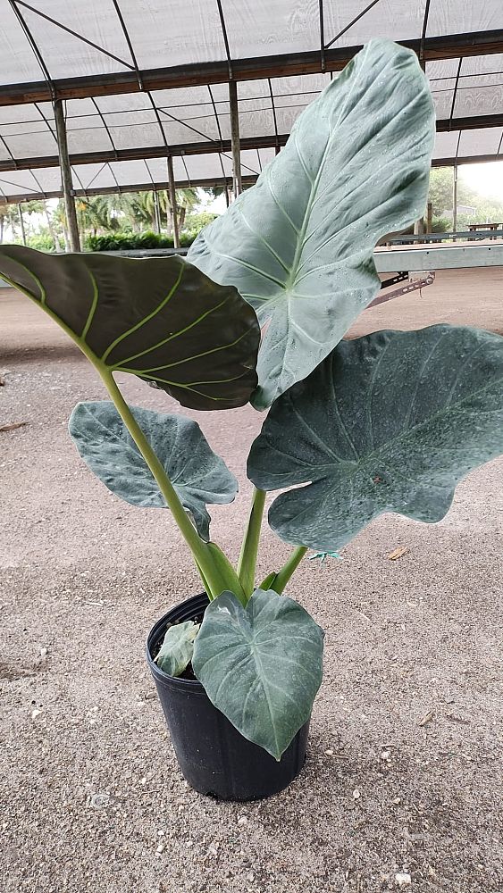 alocasia-regal-shields-elephant-ear