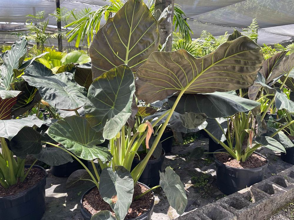 alocasia-regal-shields-elephant-ear