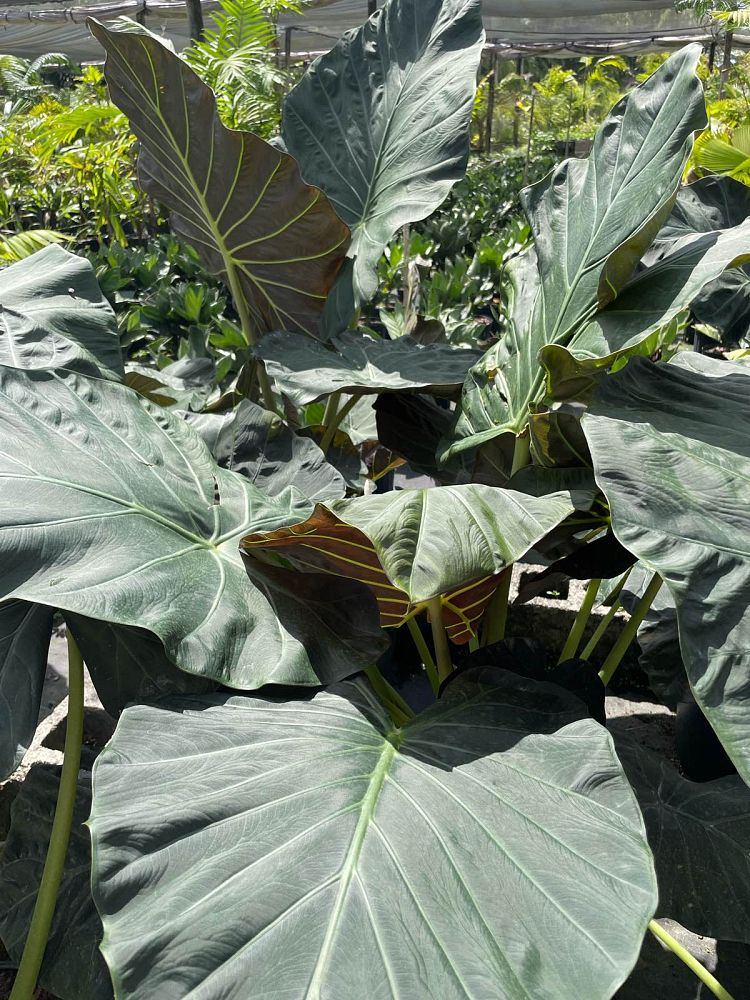 alocasia-regal-shields-elephant-ear
