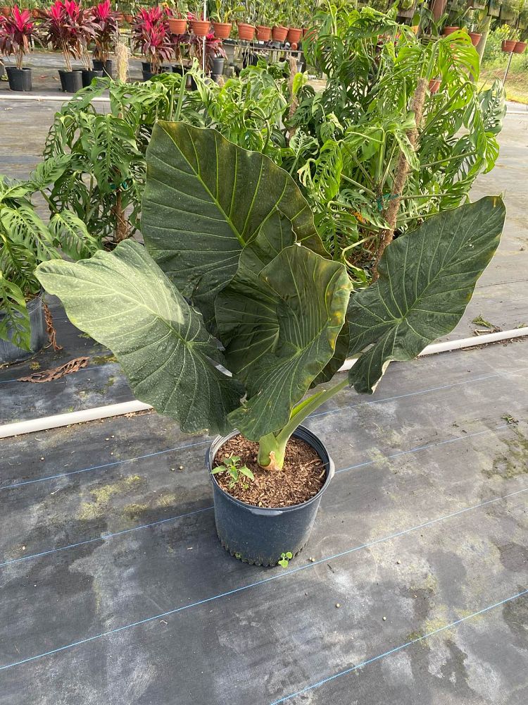 alocasia-regal-shields-elephant-ear