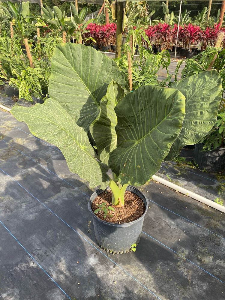 alocasia-regal-shields-elephant-ear