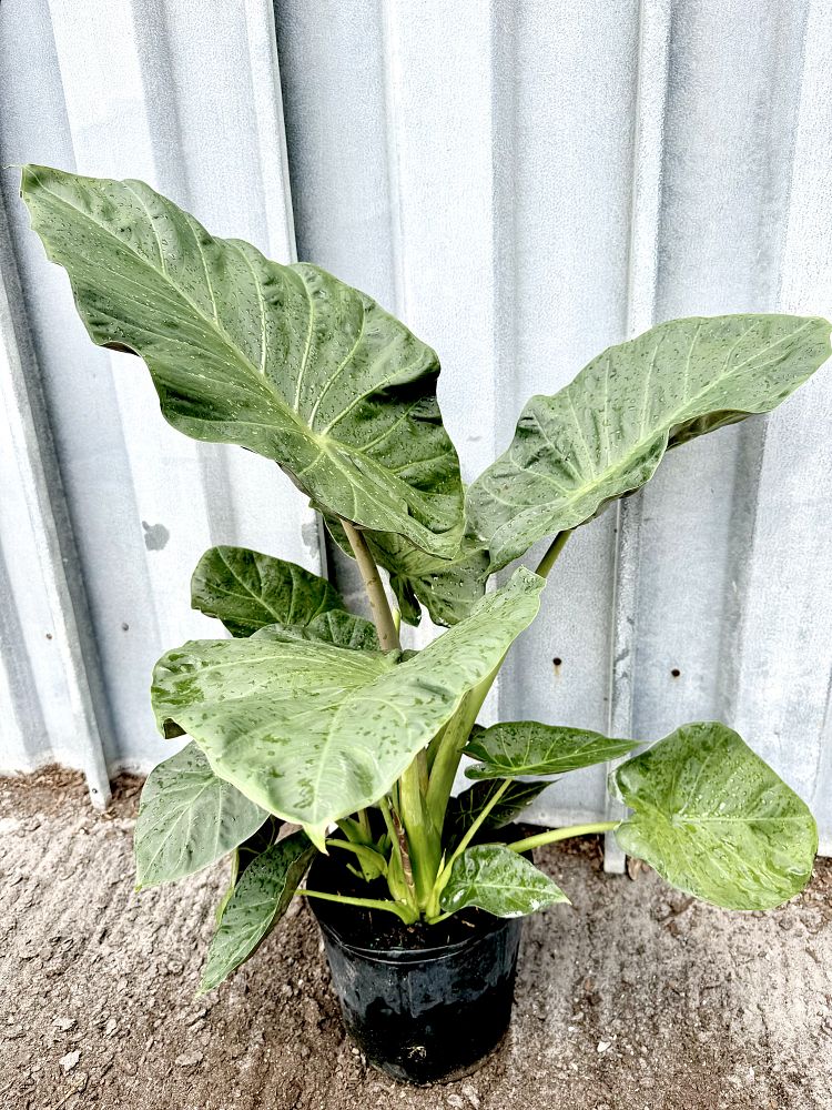 alocasia-regal-shields-elephant-ear