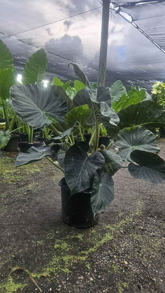 alocasia-regal-shields-elephant-ear