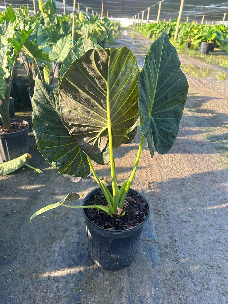 alocasia-regal-shields-elephant-ear