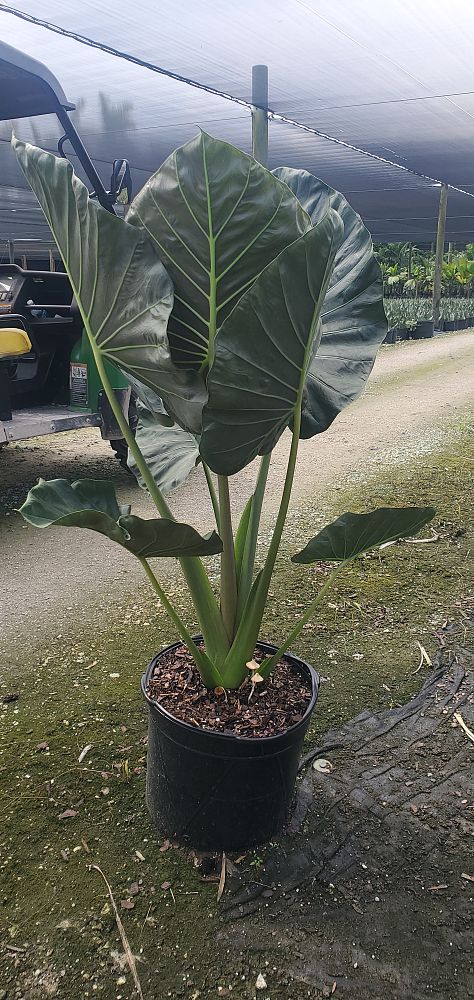 alocasia-regal-shields-elephant-ear