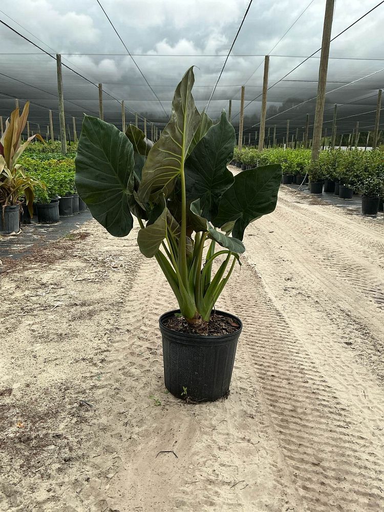 alocasia-regal-shields-elephant-ear