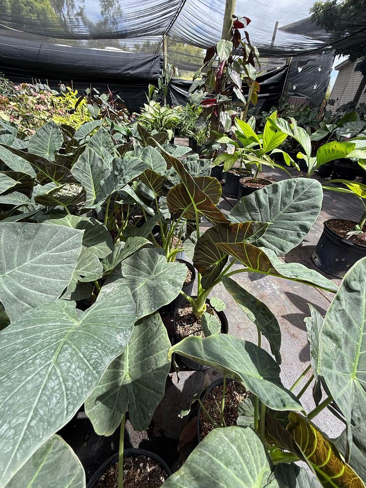 alocasia-regal-shields-elephant-ear