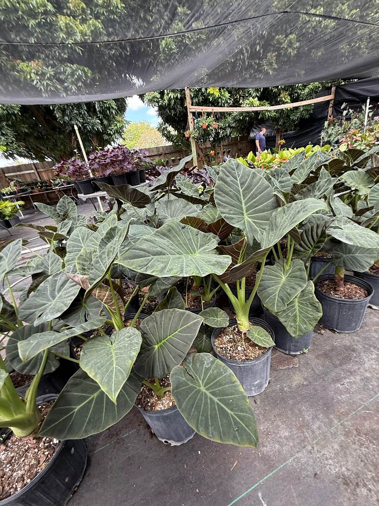 alocasia-regal-shields-elephant-ear