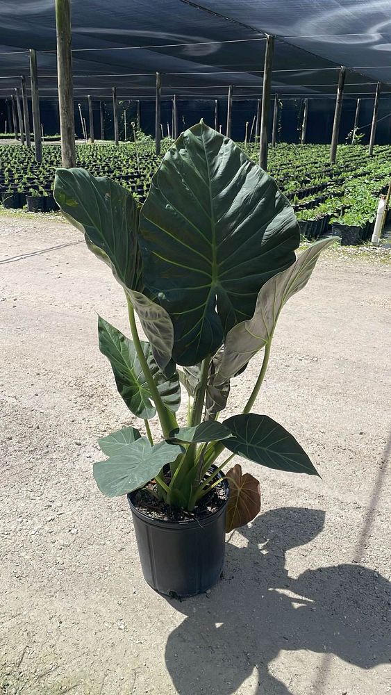 alocasia-regal-shields-elephant-ear