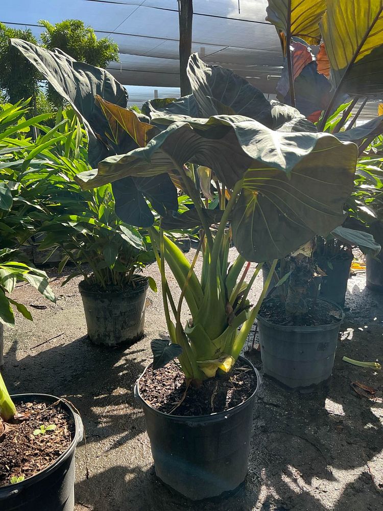 alocasia-regal-shields-elephant-ear