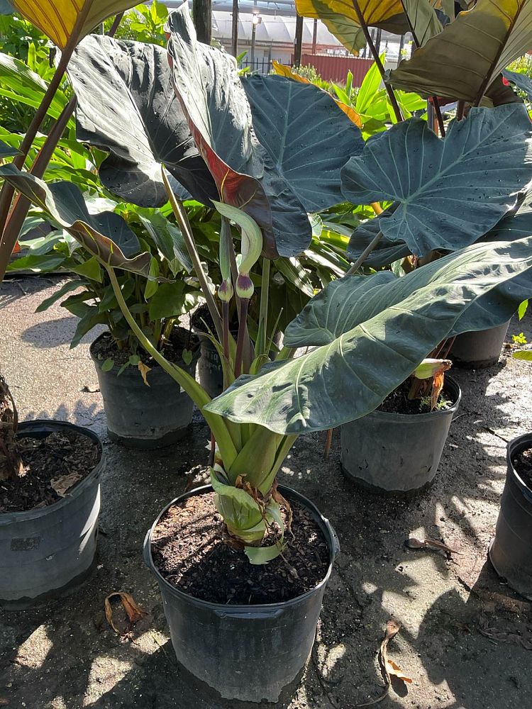 alocasia-regal-shields-elephant-ear