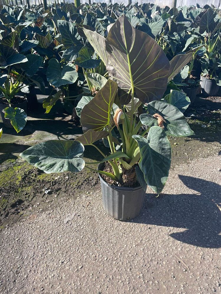 alocasia-regal-shields-elephant-ear