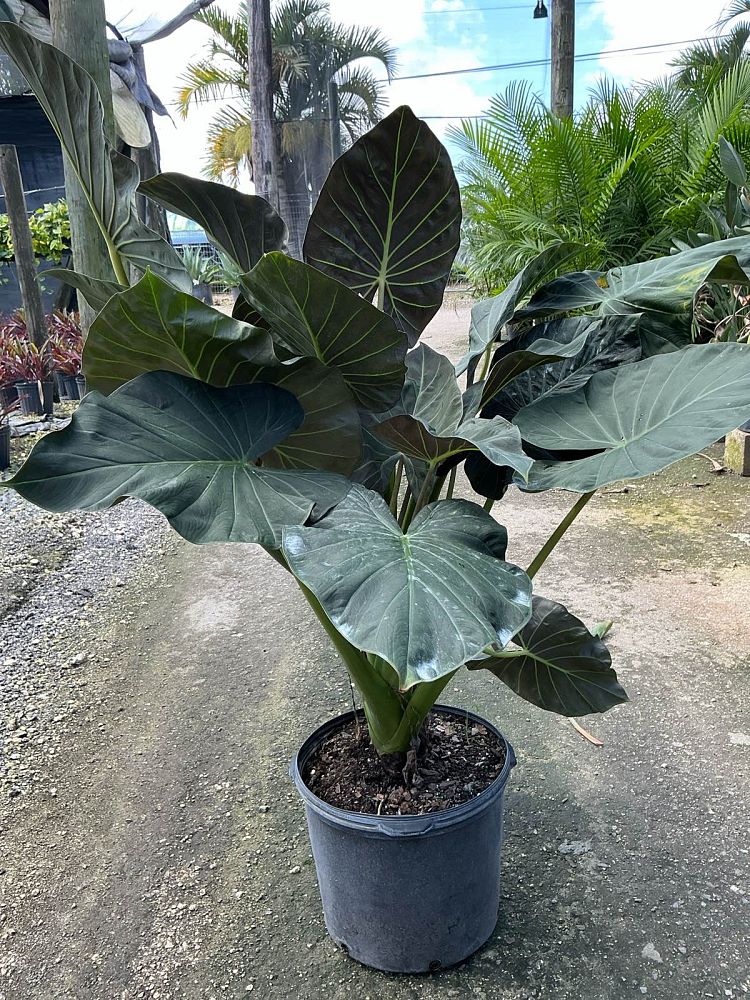 alocasia-regal-shields-elephant-ear