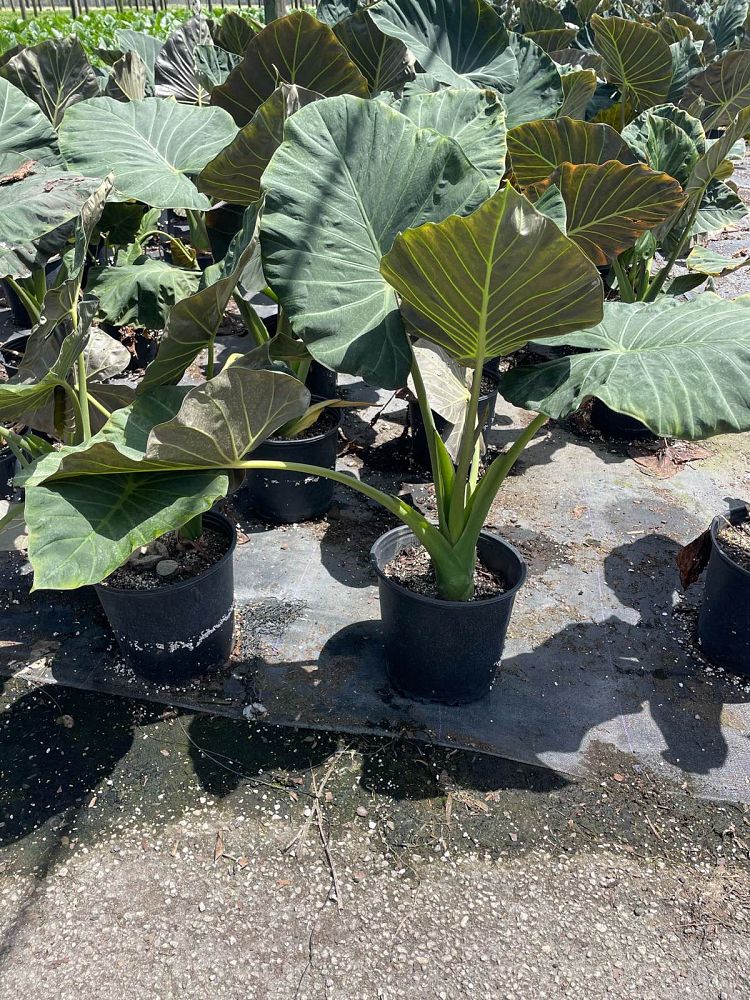 alocasia-regal-shields-elephant-ear