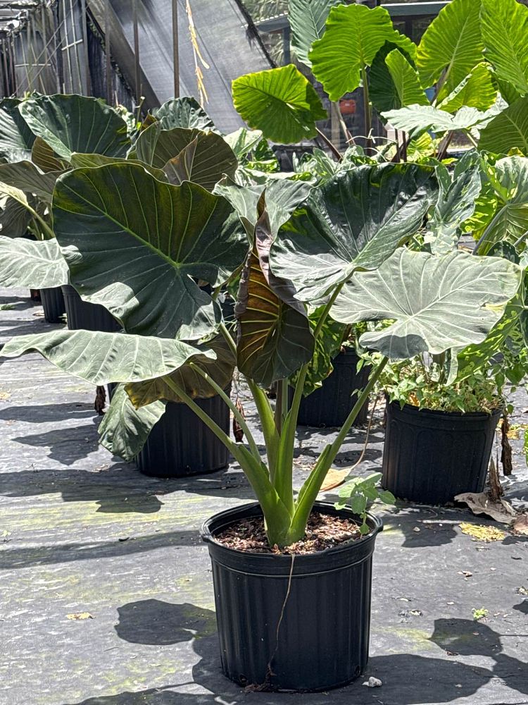 alocasia-regal-shields-elephant-ear