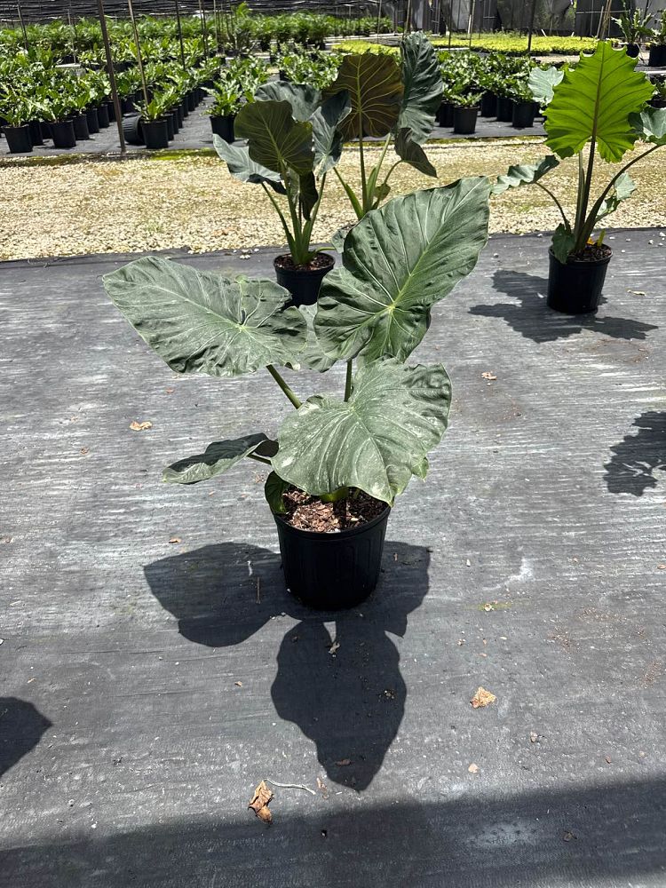 alocasia-regal-shields-elephant-ear