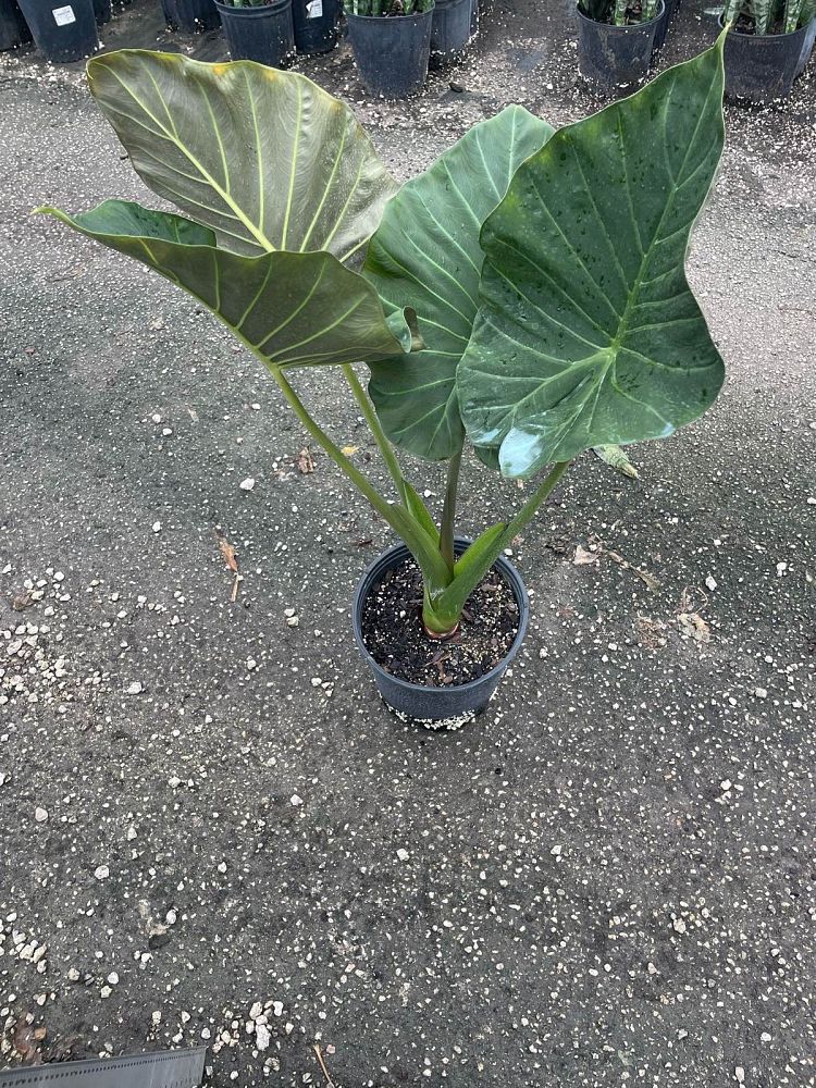 alocasia-regal-shields-elephant-ear