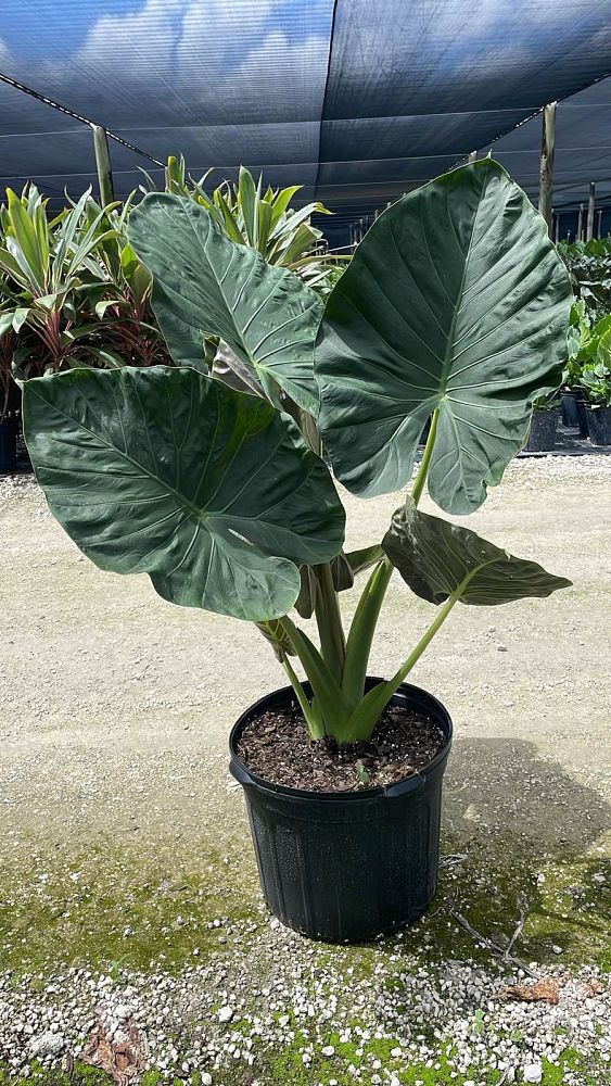 alocasia-regal-shields-elephant-ear