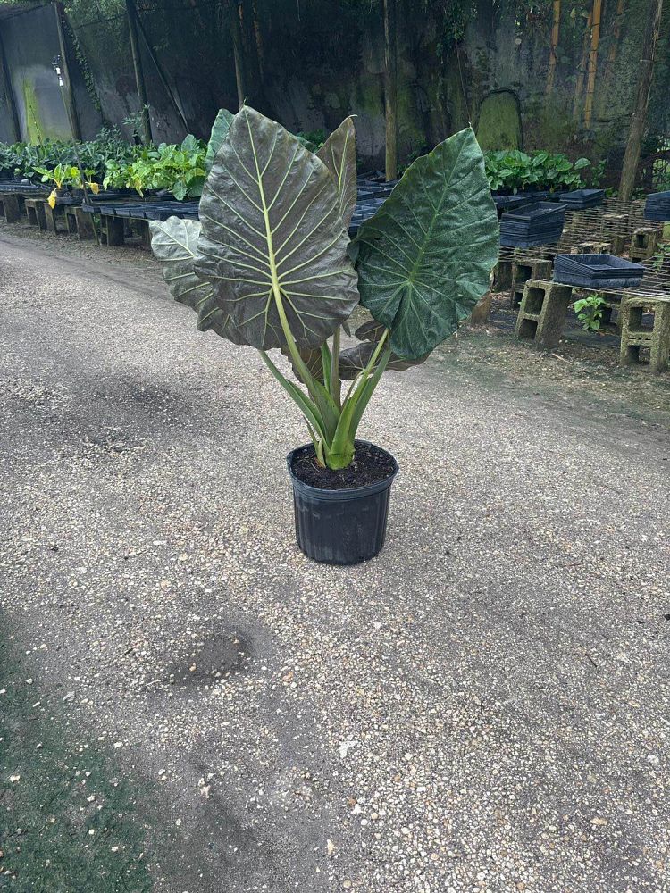 alocasia-regal-shields-elephant-ear