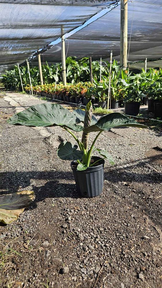 alocasia-regal-shields-elephant-ear