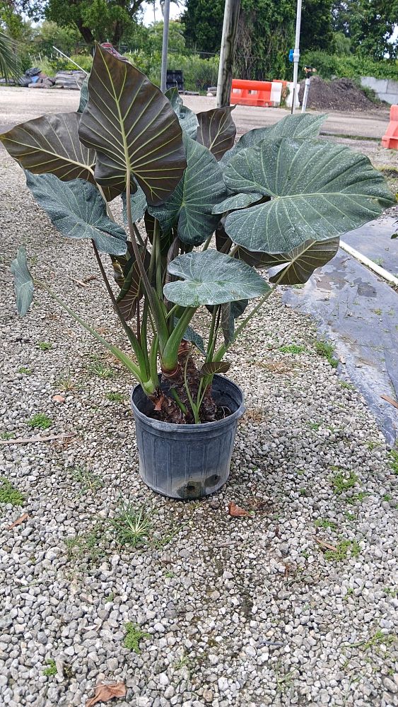 alocasia-regal-shields-elephant-ear