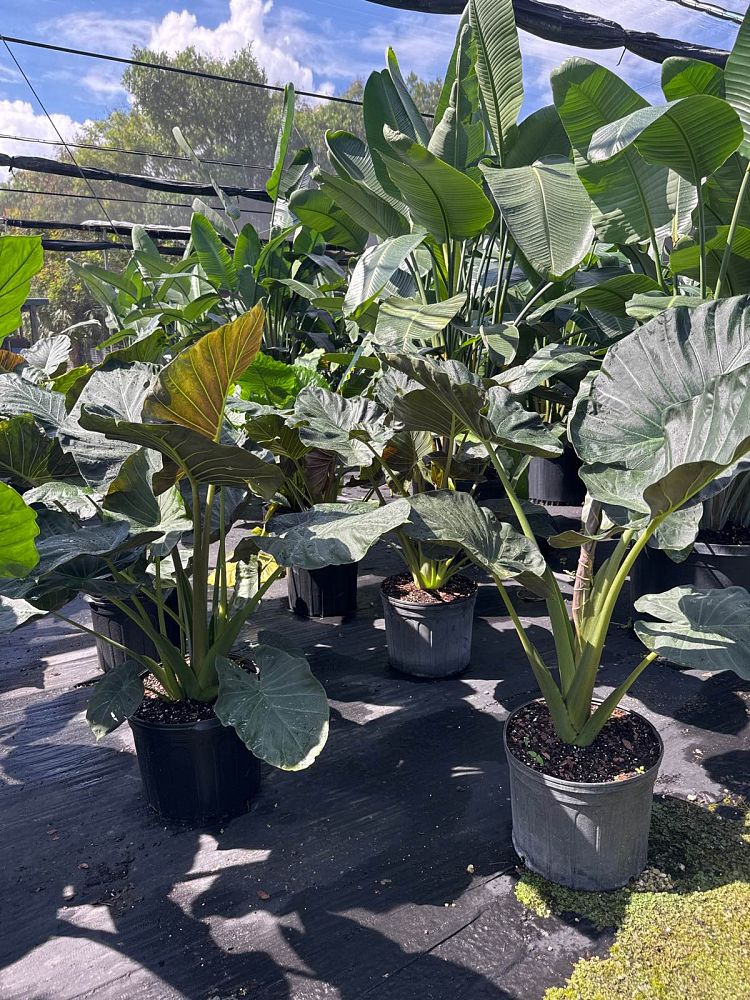 alocasia-regal-shields-elephant-ear