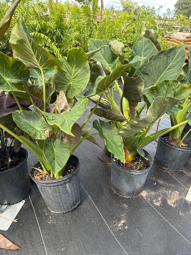 alocasia-regal-shields-elephant-ear