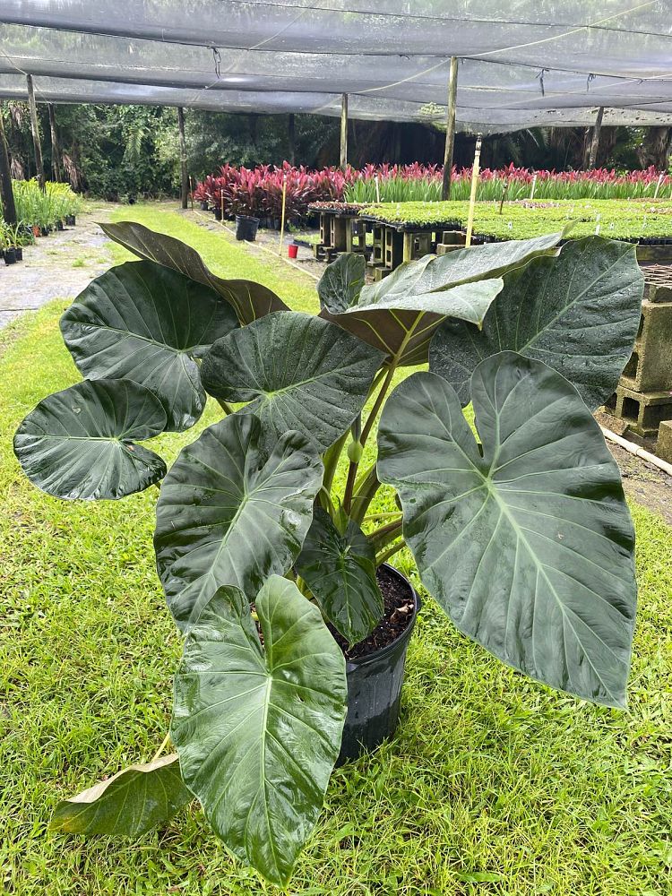 alocasia-regal-shields-elephant-ear