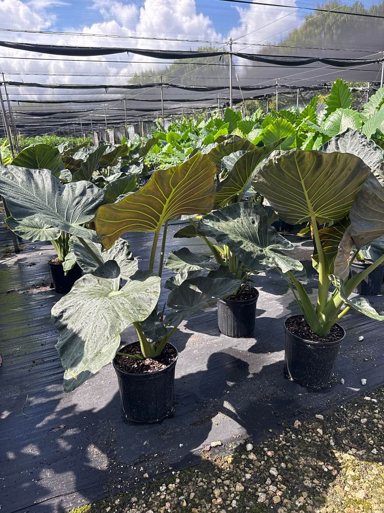 alocasia-regal-shields-elephant-ear