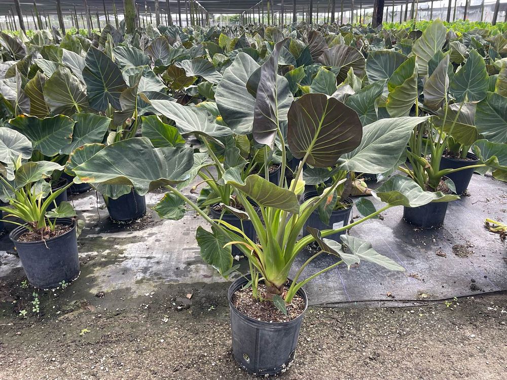 alocasia-regal-shields-elephant-ear