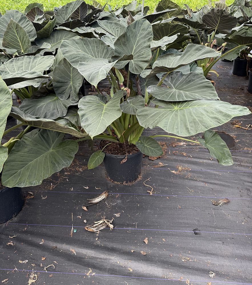 alocasia-regal-shields-elephant-ear