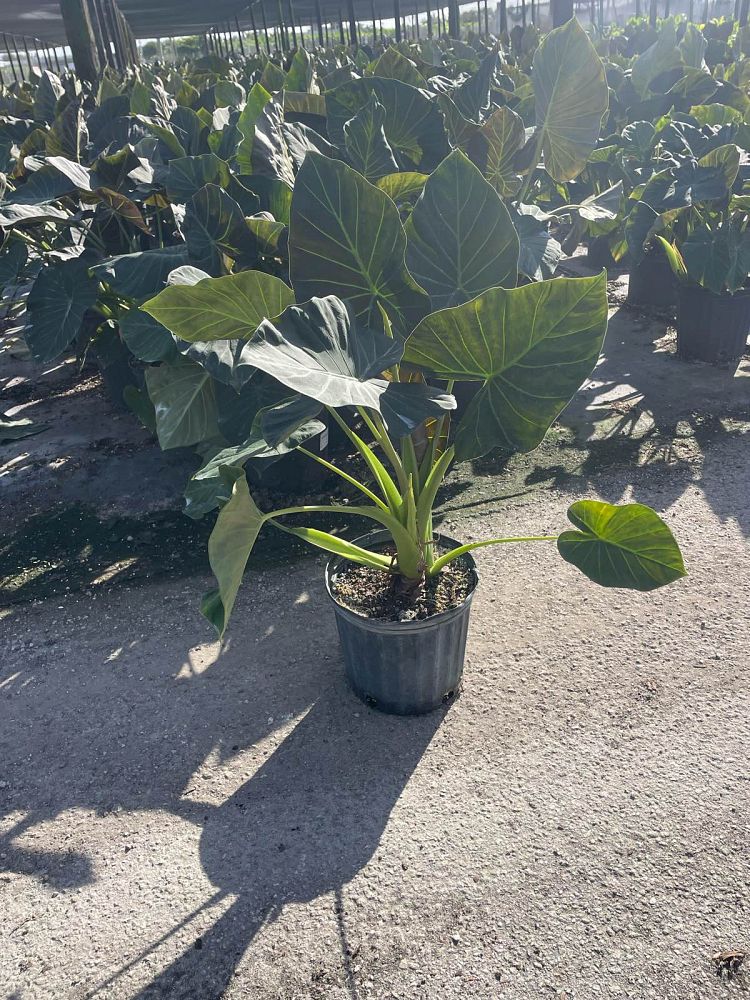 alocasia-regal-shields-elephant-ear