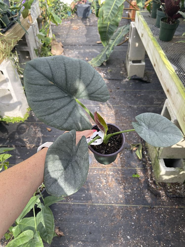 alocasia-reginae-elephant-ear