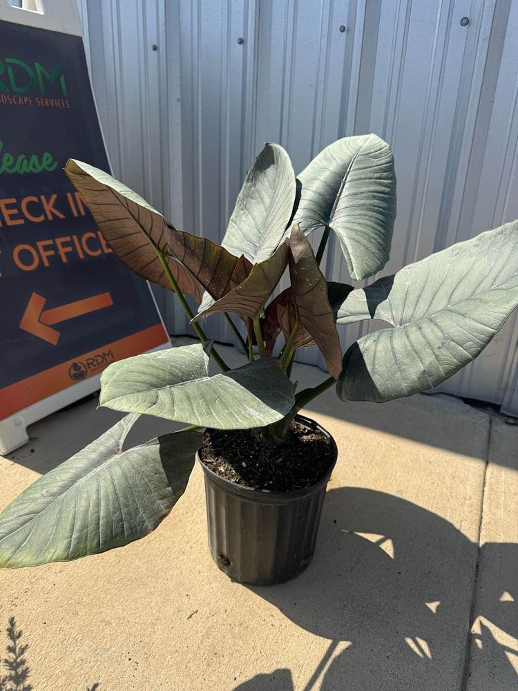alocasia-reginae-elephant-ear